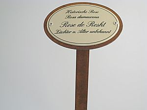Münder Rose de Resht Rosenstecker 50 cm oval Emaille