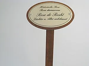 Münder Rose de Resht Rosenstecker 50 cm oval Emaille