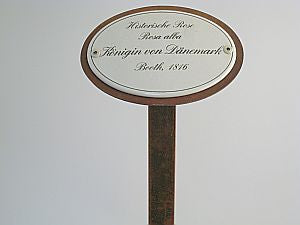 Münder Rose de Resht Rosenstecker 50 cm oval Emaille